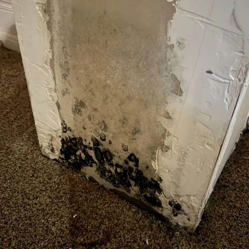 Professional Mold Removal in Louisville, TN